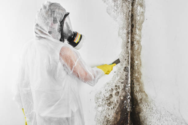 Reliable Robersonville, NC Mold Remediation Solutions