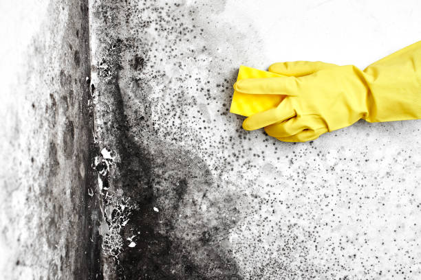 Best Crawl Space Mold Remediation in Robersonville, NC