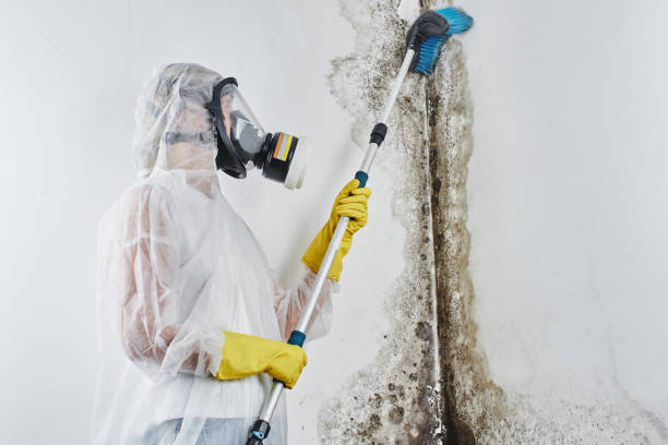 Best Mold Remediation for Schools in Robersonville, NC