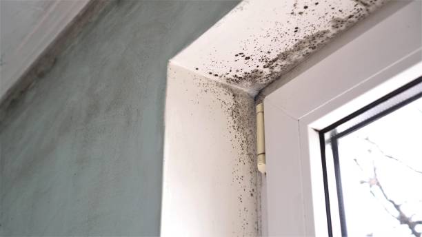 Best Industrial Mold Remediation in Robersonville, NC