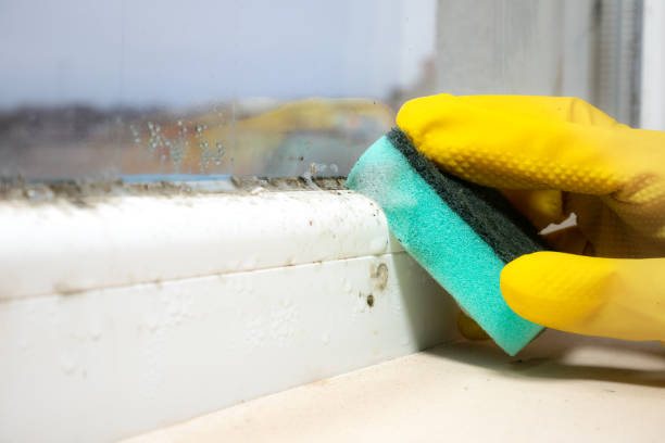 Best Localized Mold Remediation (e.g., coastal areas, humid climates) in Robersonville, NC