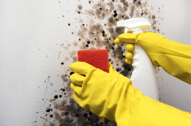 Best Bathroom Mold Remediation in Robersonville, NC