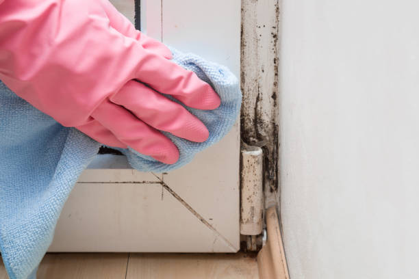 Best Residential Mold Remediation in Robersonville, NC